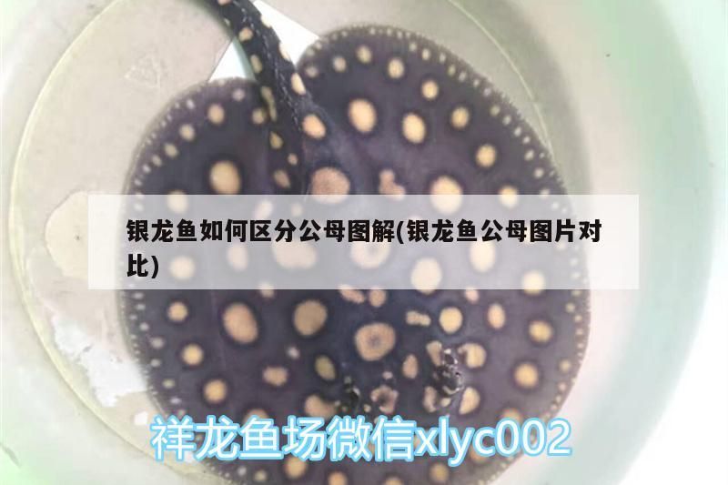 銀龍魚如何區分公母圖解(銀龍魚公母圖片對比) 銀龍魚如何區分公母圖解(銀龍魚公母圖片對比) 銀龍魚百科