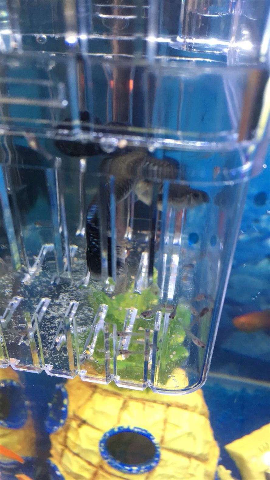 孔雀生了需要把已經死亡的小魚撈出來嗎？