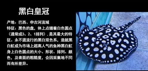 魟魚的種類有哪些名字：關(guān)于魟魚的種類及其名字，魟魚的種類及其名字的信息