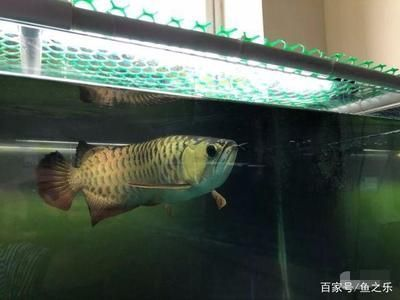 金龍魚需要多大魚缸養，成年金龍魚需要一個1.2米×0.6米的魚缸