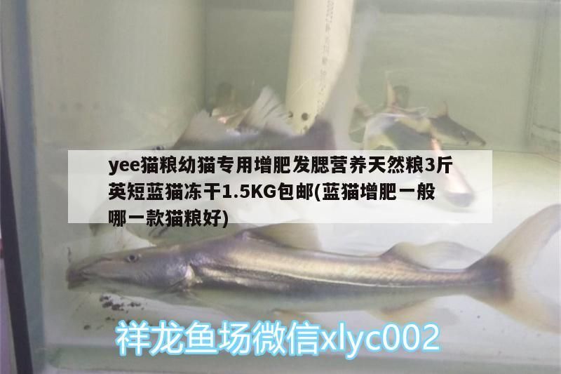 yee貓糧幼貓專用增肥發腮營養天然糧3斤英短藍貓凍干1.5KG包郵(藍貓增肥一般哪一款貓糧好)