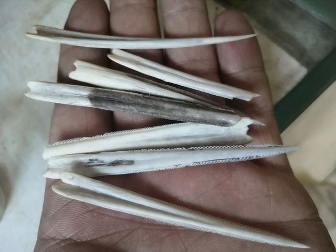 魟魚尾巴上長長的尖刺有毒嗎螞蟻：魟魚尾巴上的尖刺有毒嗎