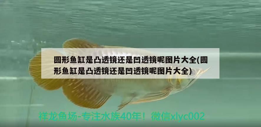 圓形魚缸是凸透鏡還是凹透鏡呢圖片大全(圓形魚缸是凸透鏡還是凹透鏡呢圖片大全)