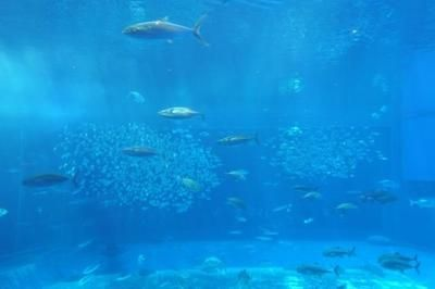 水族館店面擺設(shè)效果圖:水族館店面擺設(shè)設(shè)計 水族館百科(水族館加盟) 第2張 水族館店面擺設(shè)效果圖:水族館店面擺設(shè)設(shè)計 水族館店面擺設(shè)效果圖:水族館店面擺設(shè)設(shè)計 水族館百科(水族館加盟) 第2張