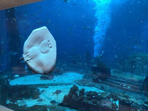 海南哪里有海洋水族館：亞龍灣海底世界門票價(jià)格
