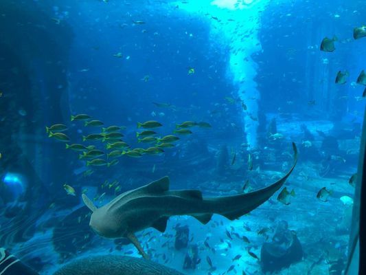 海南哪里有海洋水族館：亞龍灣海底世界門票價(jià)格