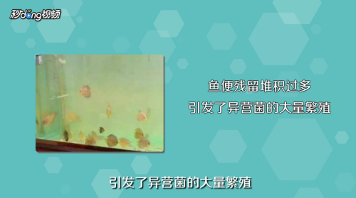 80魚缸造景（80魚缸造景圖片）