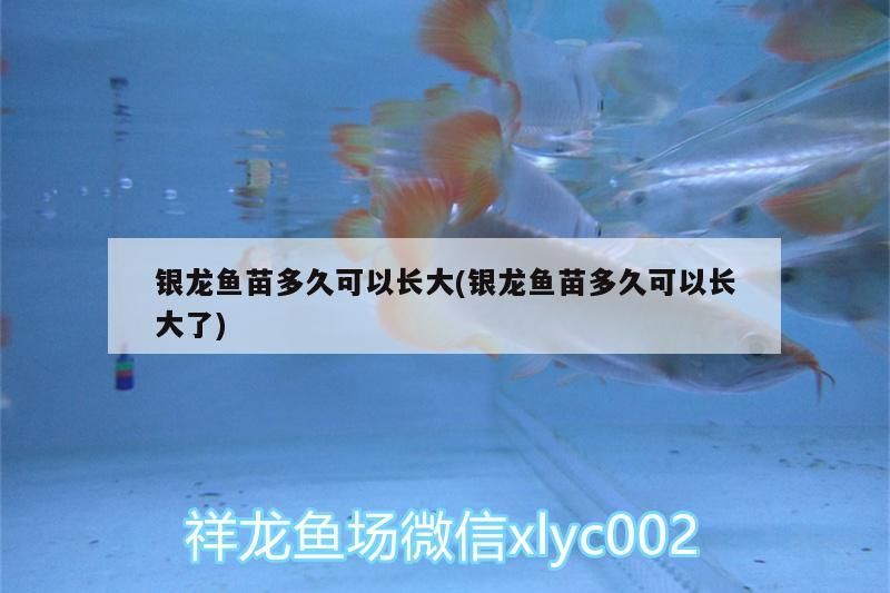 銀龍魚苗多久可以長大(銀龍魚苗多久可以長大了)