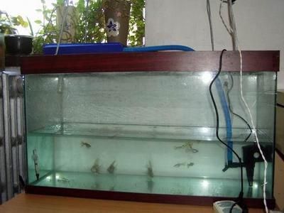 80的魚缸養銀龍：80的魚缸養銀龍魚需要多大的魚缸能養銀龍嗎