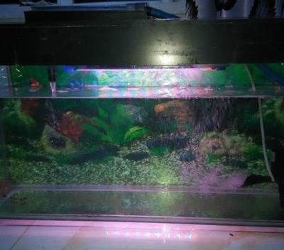 80的魚缸養銀龍：80的魚缸養銀龍魚需要多大的魚缸能養銀龍嗎