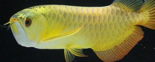 金龍魚品相鑒別技巧：實用的金龍魚品相鑒別技巧