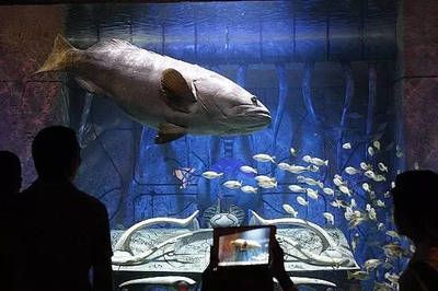 水族館是什么樣子：上海海洋水族館