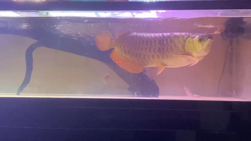 給大魚缸換水的作文:體驗給大魚缸換水的樂趣:體驗給大魚缸換水:給大魚缸換水的作文 最浪漫的事 龍魚論壇 最浪漫的事 最浪漫的事 龍魚論壇
