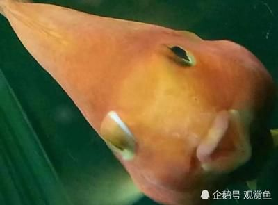 觀賞魚突眼病用高錳酸鉀可以嗎（高錳酸鉀可以治療觀賞魚突眼病嗎）