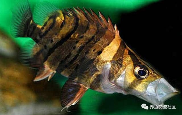 虎魚的介紹：虎魚是一種怎樣的魚類？