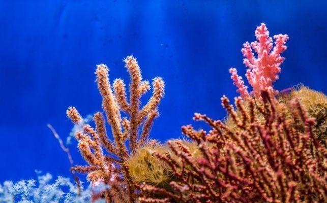 水族館門票多少錢65歲以上（65歲以上老年人參觀水族館的門票價格）
