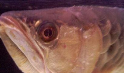 金龍魚蒙眼病治療方法：如何治療金龍魚蒙眼病