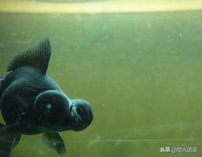 金龍魚蒙眼病治療方法：如何治療金龍魚蒙眼病