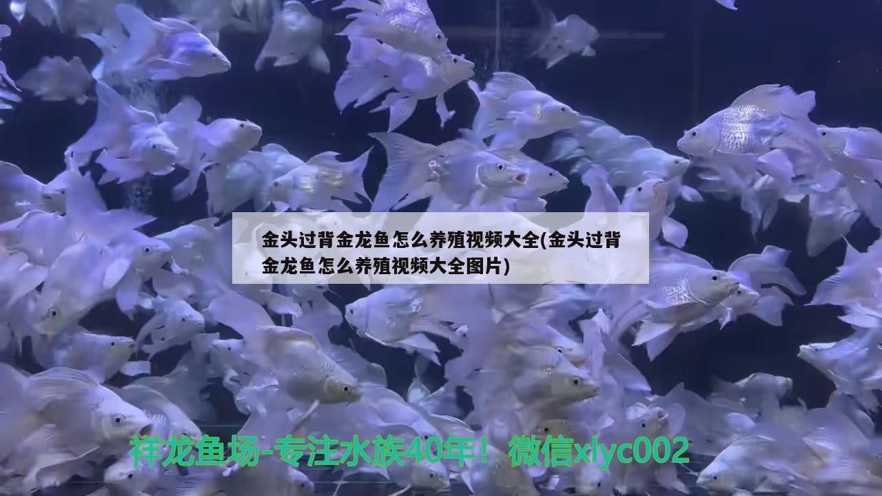 金頭過背金龍魚怎么養殖視頻大全(金頭過背金龍魚怎么養殖視頻大全圖片) 金頭過背金龍魚怎么養殖視頻大全(金頭過背金龍魚怎么養殖視頻大全圖片) 金龍魚百科