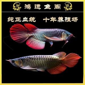 如何判斷魚體充血類型，體充血類型是指魚類在受到刺激或疾病影響時