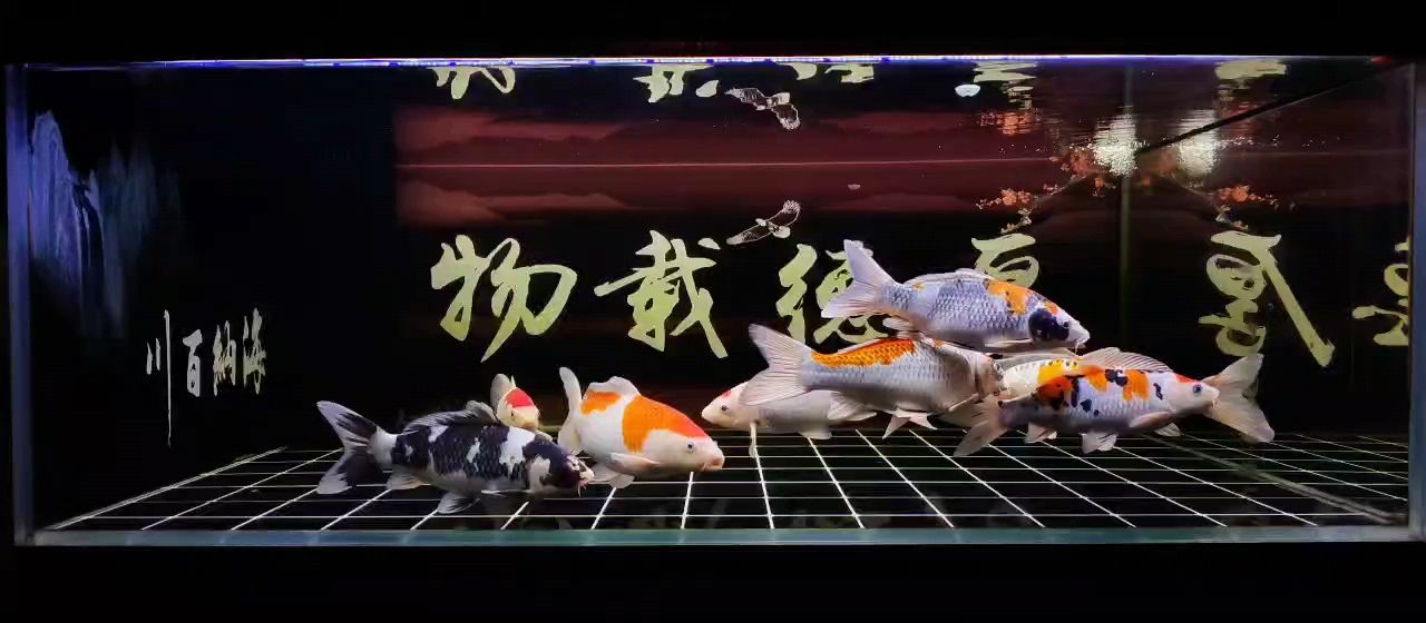 龍魚干蝦有營養嗎 在夜深人靜的時候,記錄一下。 龍魚論壇 在夜深人靜的時候,記錄一下。 在夜深人靜的時候,記錄一下。 龍魚論壇