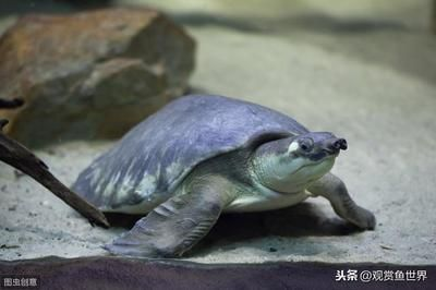 養一只豬鼻龜好嗎：豬鼻龜好養嗎