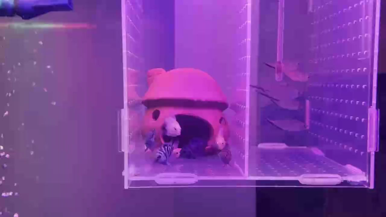 打架還是打啵？ 打架還是打啵？ 龍魚論壇