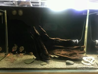 80的魚缸能養多大的魚：80厘米的魚缸可以養活多種不同種類和大小的魚