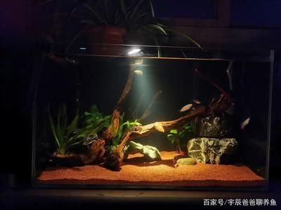80的魚缸能養多大的魚：80厘米的魚缸可以養活多種不同種類和大小的魚