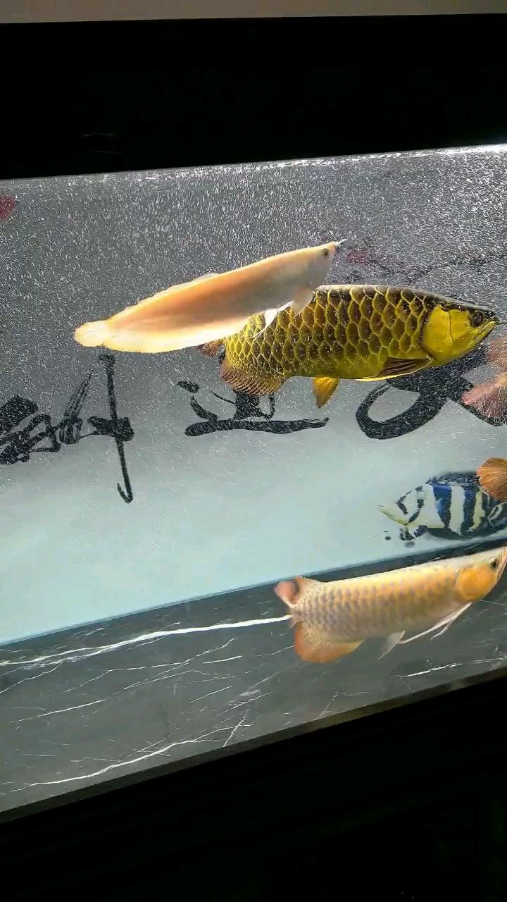 魚(yú)缸用增氧泵價(jià)格是多少:魚(yú)缸增氧機(jī)-xtrac增氧機(jī)-xtrac增氧機(jī) 馬印夜燈效果不錯(cuò) 龍魚(yú)論壇 馬印夜燈效果不錯(cuò) 馬印夜燈效果不錯(cuò) 龍魚(yú)論壇