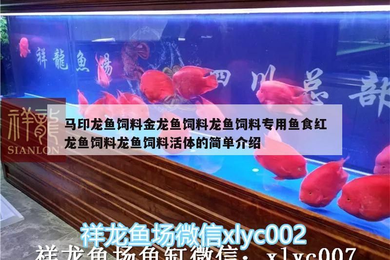 馬印龍魚飼料金龍魚飼料龍魚飼料專用魚食紅龍魚飼料龍魚飼料活體的簡單介紹 馬印龍魚飼料金龍魚飼料龍魚飼料專用魚食紅龍魚飼料龍魚飼料活體的簡單介紹 馬印水族