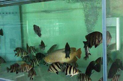 虎魚眼里白點能不能消失：虎魚眼里的白點可能是由多種因素引起的，虎魚眼里白點能消失