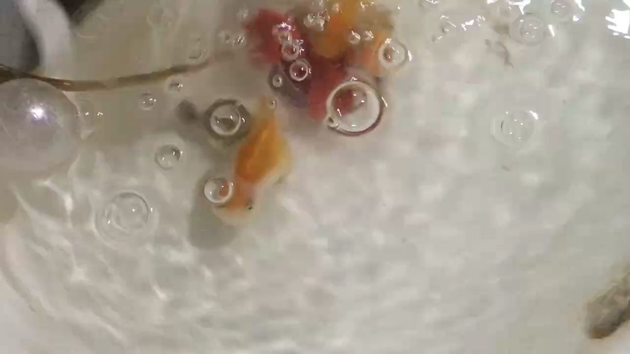 小魚(yú)好玩 小魚(yú)好玩 龍魚(yú)論壇