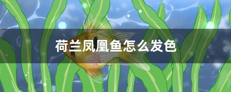 荷蘭鳳凰魚怎么發(fā)色
