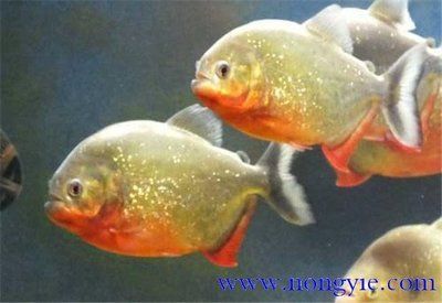 虎魚能養幾條最好的：虎魚的最佳飼養數量主要取決于以下幾個因素