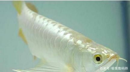 龍魚多少錢一條20萬元 龍魚百科 第1張 龍魚多少錢一條20萬元 龍魚多少錢一條20萬元 龍魚百科 第1張