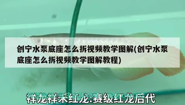 鸚鵡魚和銀龍魚混養怎樣喂食 創寧水泵底座怎么拆視頻教學圖解(創寧水泵底座怎么拆視頻教學圖解教程) 創寧水族 創寧水泵底座怎么拆視頻教學圖解(創寧水泵底座怎么拆視頻教學圖解教程) 創寧水泵底座怎么拆視頻教學圖解(創寧水泵底座怎么拆視頻教學圖解教程) 創寧水族