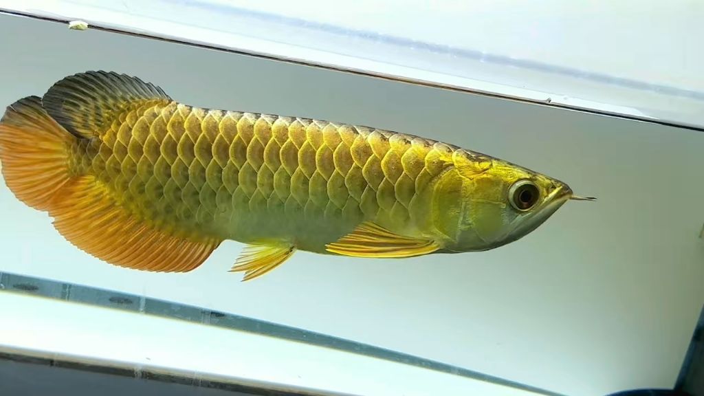 金頭過背金龍魚晝夜節律設定：如何判斷金頭過背金龍魚的晝夜節律研究