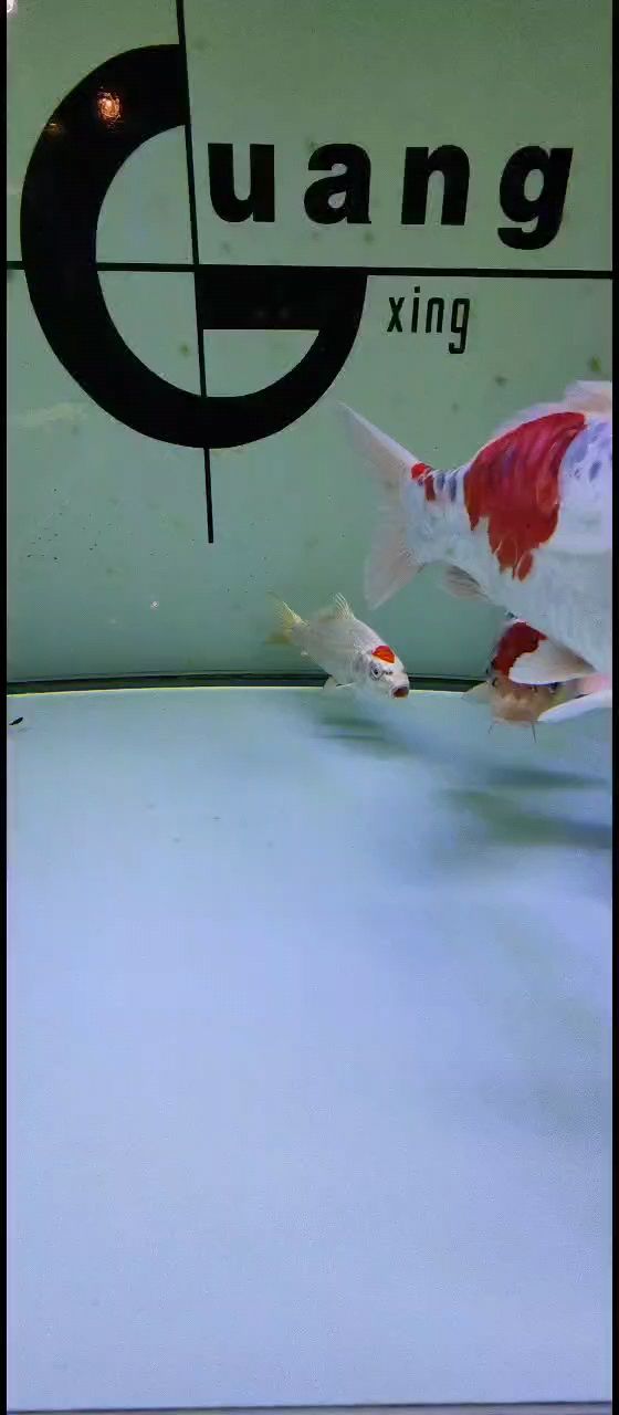 飼料 抓回來了 龍魚論壇 抓回來了 抓回來了 龍魚論壇