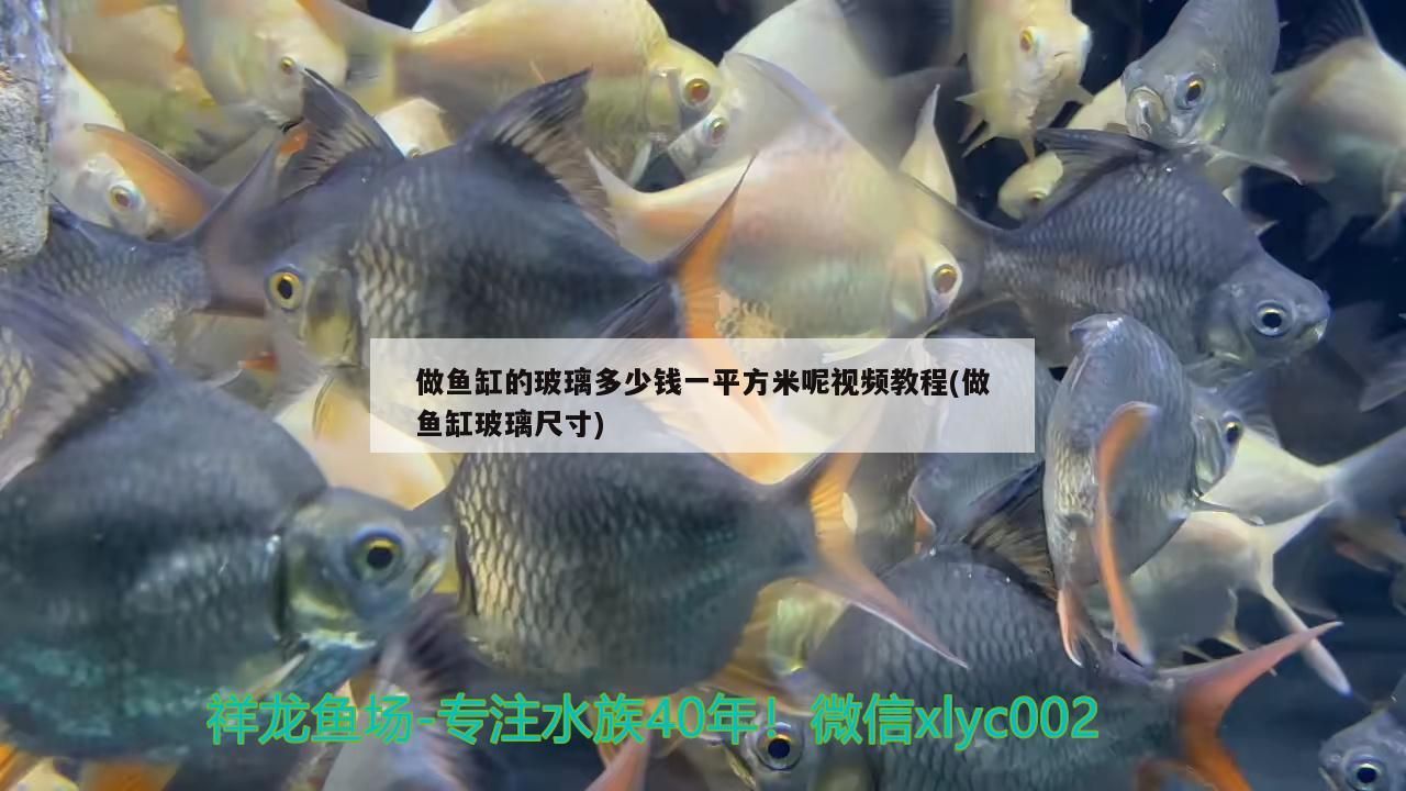 做魚缸的玻璃多少錢一平方米呢視頻教程(做魚缸玻璃尺寸)