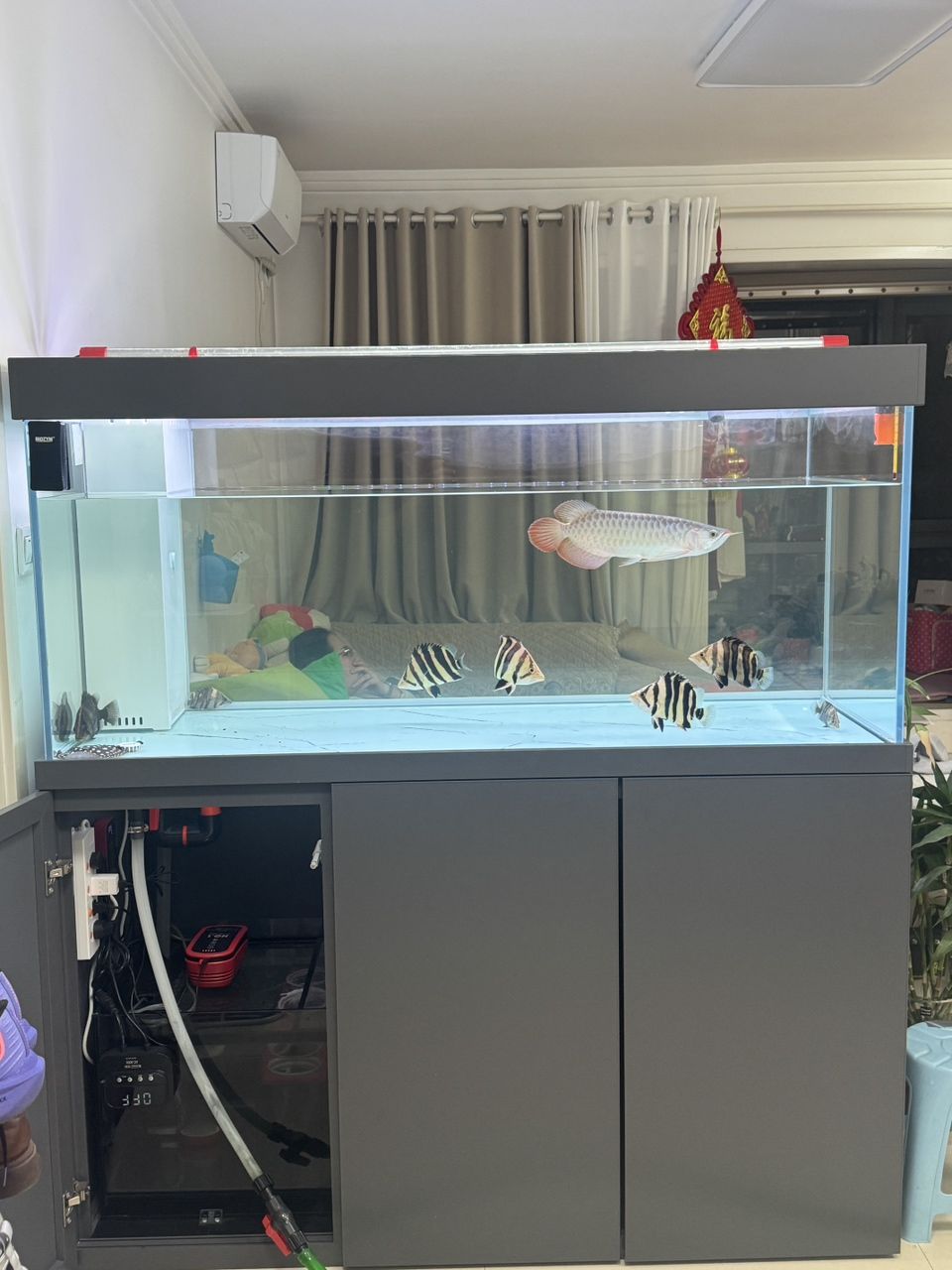 誰的魚缸還沒有一條黑虎