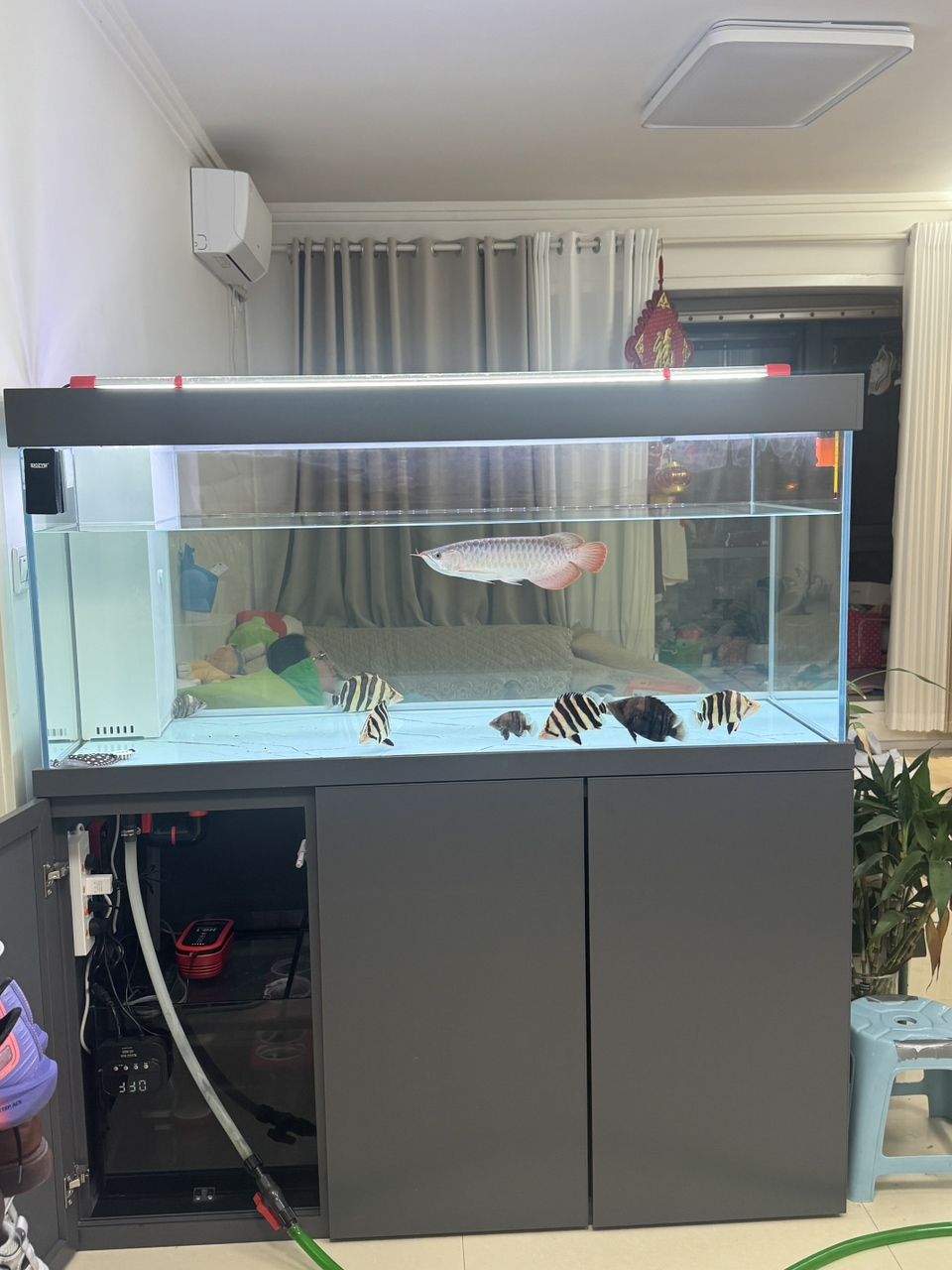 誰的魚缸還沒有一條黑虎