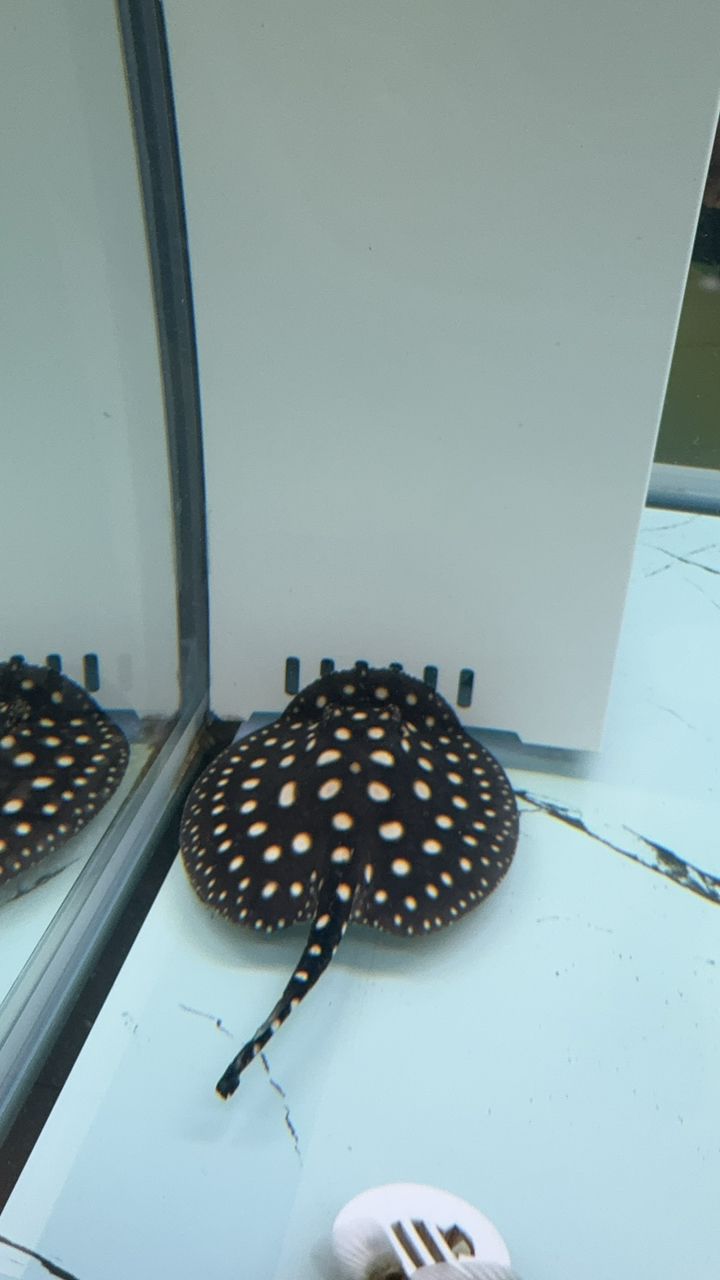 誰的魚缸還沒有一條黑虎