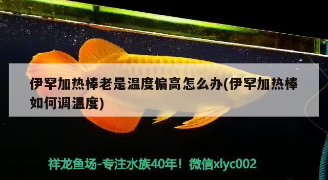 伊罕加熱棒老是溫度偏高怎么辦(伊罕加熱棒如何調溫度)