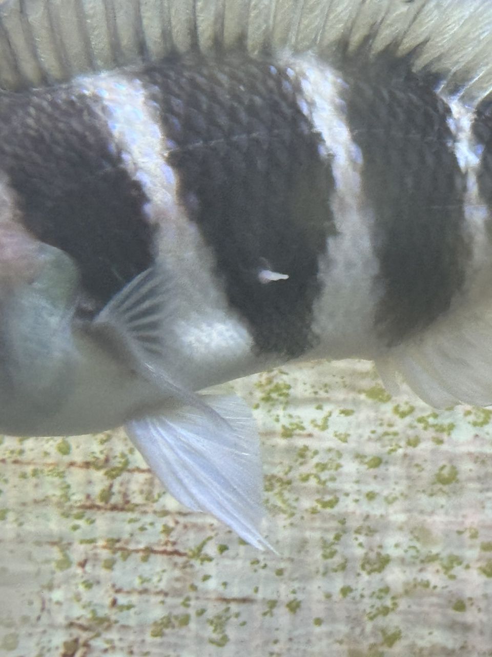 魚鱗長了個肉瘤求助。 魚鱗長了個肉瘤求助。 龍魚論壇 第3張
