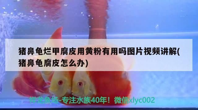 豬鼻龜爛甲腐皮用黃粉有用嗎圖片視頻講解(豬鼻龜腐皮怎么辦)