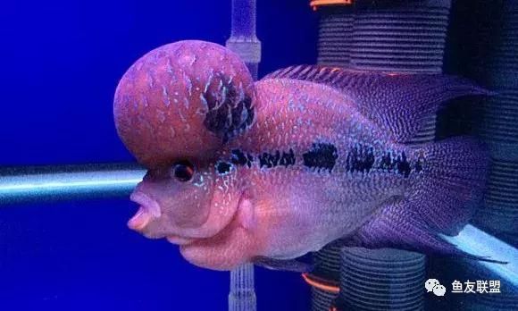龍魚 伊罕氣泵 伊罕水族 伊罕氣泵 伊罕氣泵 伊罕水族