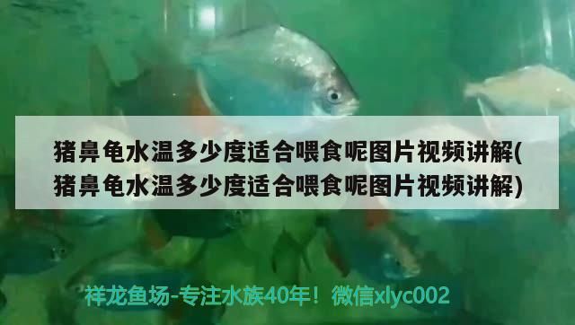 豬鼻龜水溫多少度適合喂食呢圖片視頻講解(豬鼻龜水溫多少度適合喂食呢圖片視頻講解)