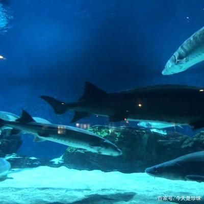 開個水族館的艱難經歷：水族館創業資金籌集技巧