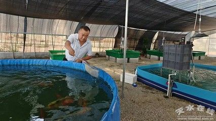 北方養(yǎng)的小型觀賞魚（在北方養(yǎng)小型觀賞魚，需要考慮到北方的氣候條件，尤其是冬季低溫）